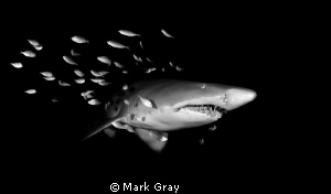 Grey Nurse Shark and friends. Taken at Julian Rocks, Byro... by Mark Gray 